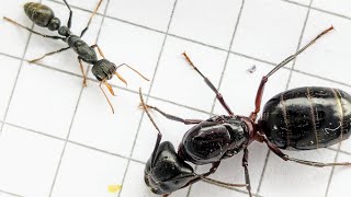 Camponotus ligniperda Spain vs Myrmecia urens Australia 15092024 [upl. by Nelhsa]