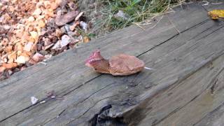 Decapitated Copperhead [upl. by Latoya335]