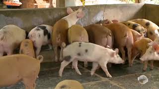 Inovação na suinocultura reduz custos na alimentação dos animais [upl. by Yren]