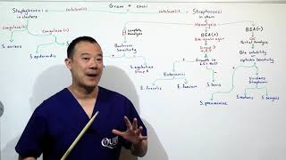 Gram Positive Cocci Intro Staph Strep Flow Chart Infectious Disease [upl. by Adnohsal293]