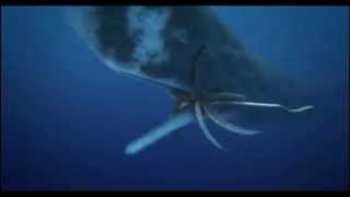 Bull Sperm Whale Vs Female Colossal Squid [upl. by Alrick]