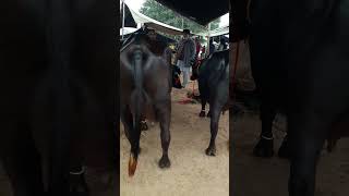 Extraordinary Buffaloes  sale in kurali mandi 79730 47757 jbs dairy farming shorts [upl. by Charlot]