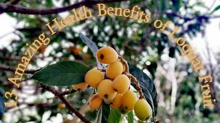 13 Amazing Health Benefits of Loquat Fruit [upl. by Jaela]