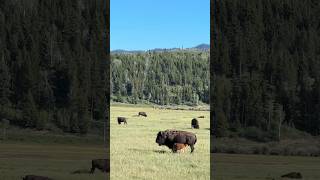 Bisons of Yellowstone [upl. by Nodaj598]