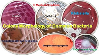 Various Common Bacteria Colony morphology E coli Klebsiella Staphylococcus Pseudomonas and More [upl. by Portuna]