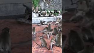 Anaconda vs Monkey shorts short shortvideo trending funny monkey anaconda animals snake [upl. by Care]