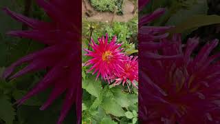 Flowers  Blumen 💐 beautiful blumen garden flowers rose viral [upl. by Ahsuatal]