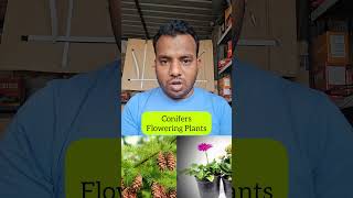 Classification Of Plants  Conifers And Flowering Plants  NEET science biology education [upl. by Ycnan]