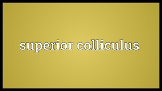 Superior colliculus Meaning [upl. by Emiline]