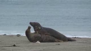 Seals amp pups in Düne Helgoland Germany [upl. by Inaffyt]