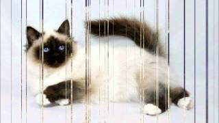 Top 10 Beautiful Cats [upl. by Herrera397]