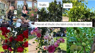 Chia sẻ xịt thuốc cho bệnh cháy lá rất hiệu quả amp Ngắm Vườn hoa hồng ❤️🥰 513 [upl. by Lawrence689]