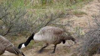 Canada Goose with chick [upl. by Iuqcaj]