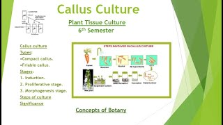 Callus Culture Types Stages Protocol Maintenance Plant Tissue Culture Hindi Urdu Botany [upl. by Hniht136]