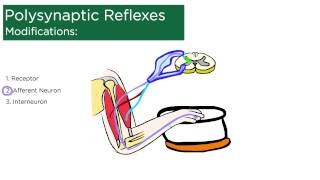 Polysynaptic Reflexes [upl. by Remot]