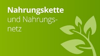 Was man unter Nahrungskette und Nahrungsnetz versteht  Biologie  Ökologie [upl. by Llewen]