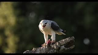 Black shouldered Kite Elanus caeruleus [upl. by Nylrak]