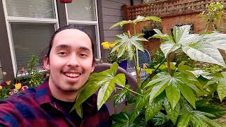 How to Grow Fatsia japonica Japanese Aralia Paper Plant False Castor quotSpiders Webquot Fatsia [upl. by Anatola634]