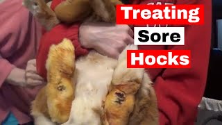 Treating Sore Hocks in Rabbits [upl. by Gracye]