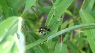 Eumenes Potter Wasp Carries a Caterpillar ミカドトックリバチ♀が尺取虫を運ぶ [upl. by Ahmad]