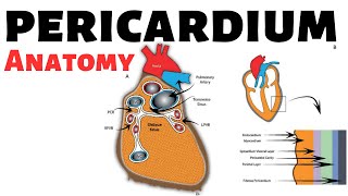 Pericardium [upl. by Triplett]