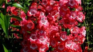 Penstemon Spring Pruning [upl. by Correna435]