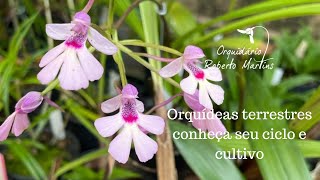 Orquídeas terrestres conheça o seu ciclo e cultivo [upl. by Siubhan]