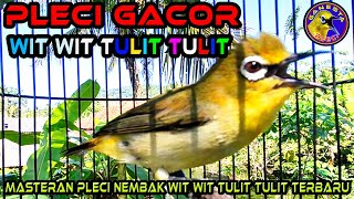 PLECI Gacor Nembak Wit Wit Tulit Tulit Mudah Ditiru cocok buat Pancingan dan Masteran Pleci [upl. by Jamel]