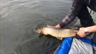 Forelvissen bij de Berenkuil HD Trout fishing in Holland [upl. by Jaret]