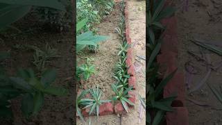 Is wale kiyari mey🌱 podhe laga hi di👍✔️🌿 trending viralvideo youtubeshorts [upl. by Pavla207]