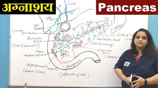 Pancreas in Hindi हिन्दी  Digestive System Anatomy  Accessory Organ  Nursing Lecture [upl. by Llertrac108]