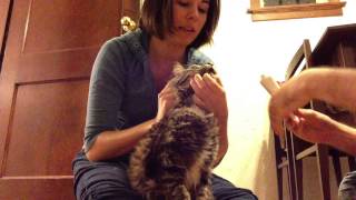 How to make a cat eat hairball gel [upl. by Benedict]