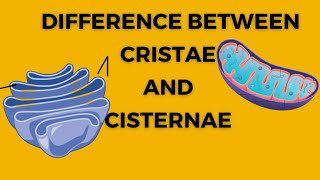 Difference between cristae and cisternae  Golgi body  Endoplasmic reticulum  Biology xi  cell [upl. by Anitroc]