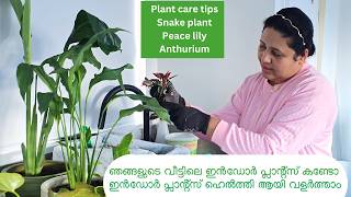 How to Grow and Take Care of Indoor Plants  Indoor Plants Caring Tips in Malayalam [upl. by Rihaz]