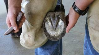 Casey Horseshoeing School Basic Hoof Prep Part1 [upl. by Rodie883]