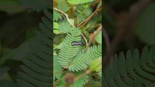 quotMimosa Pudica The Shy Plant with Incredible Secretsquot [upl. by Rodnas101]