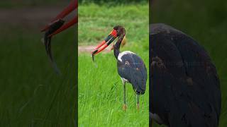 SaddleBilled Stork eating Fish Wincent MaXhV bird nature wildlife [upl. by Gehlbach91]