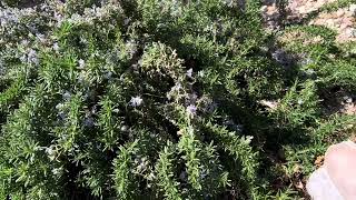 Creeping Rosemary amp Myoporum In Winter [upl. by Kcirdnekal427]