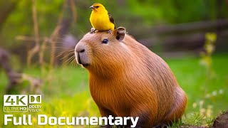 Capybaras the Largest and ‘Chillest’ Rodents in the World  Wild Animals Documentary 4K [upl. by Ariaic910]