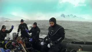 Diving in Antarctica [upl. by Ahcsim597]