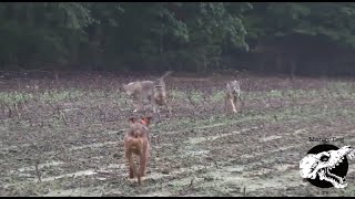 Three Coyotes Charge Our Dog  Coyote Hunting With Decoy Dogs [upl. by Madelene]