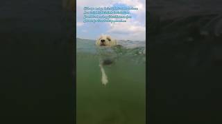 🐶😁Following Furry Friends Mastering the Doggy Paddle Technique learntoswim dog lakeontario [upl. by Novah]