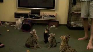 Savannah Cats Dancing [upl. by Elysha431]