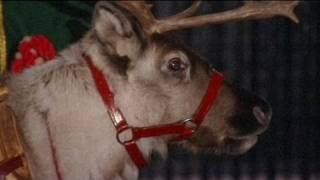 Rent a reindeer offer attracts UK Xmas shoppers [upl. by Nilorac221]