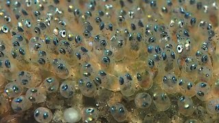 Parrot Fish Has Laid Eggs And The Eggs Hatched  care of eggs trending video [upl. by Killarney369]