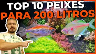 🔴TOP 10 PEIXES PARA AQUÁRIO DE 200 LITROS Mr Betta [upl. by Sanborne]