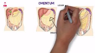 المساريقا  Mesentery amp omentum [upl. by Bej]