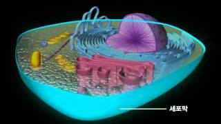 동물세포식물세포 [upl. by Elka]