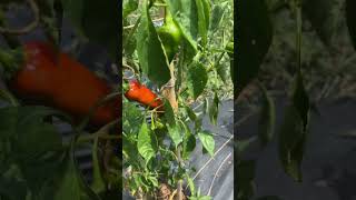 Harvesting and Succession Fall Planting shorts gardening health garden [upl. by Annekim]