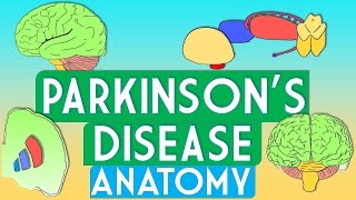 Parkinsons Disease Anatomy [upl. by Oek]